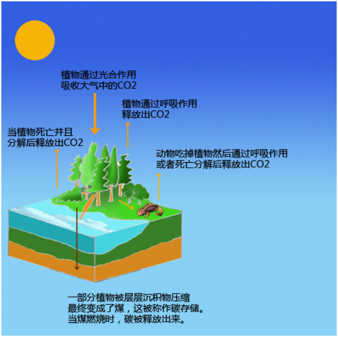 1516858033210927tt2B.png 煤是一種化石燃料,所以燒煤產(chǎn)生的CO2排放量較高.png