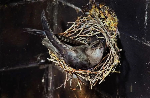 煙囪真的會著火嗎?你最好不要經歷.jpg 煙囪真的會著火嗎?你最好不要經歷.jpg